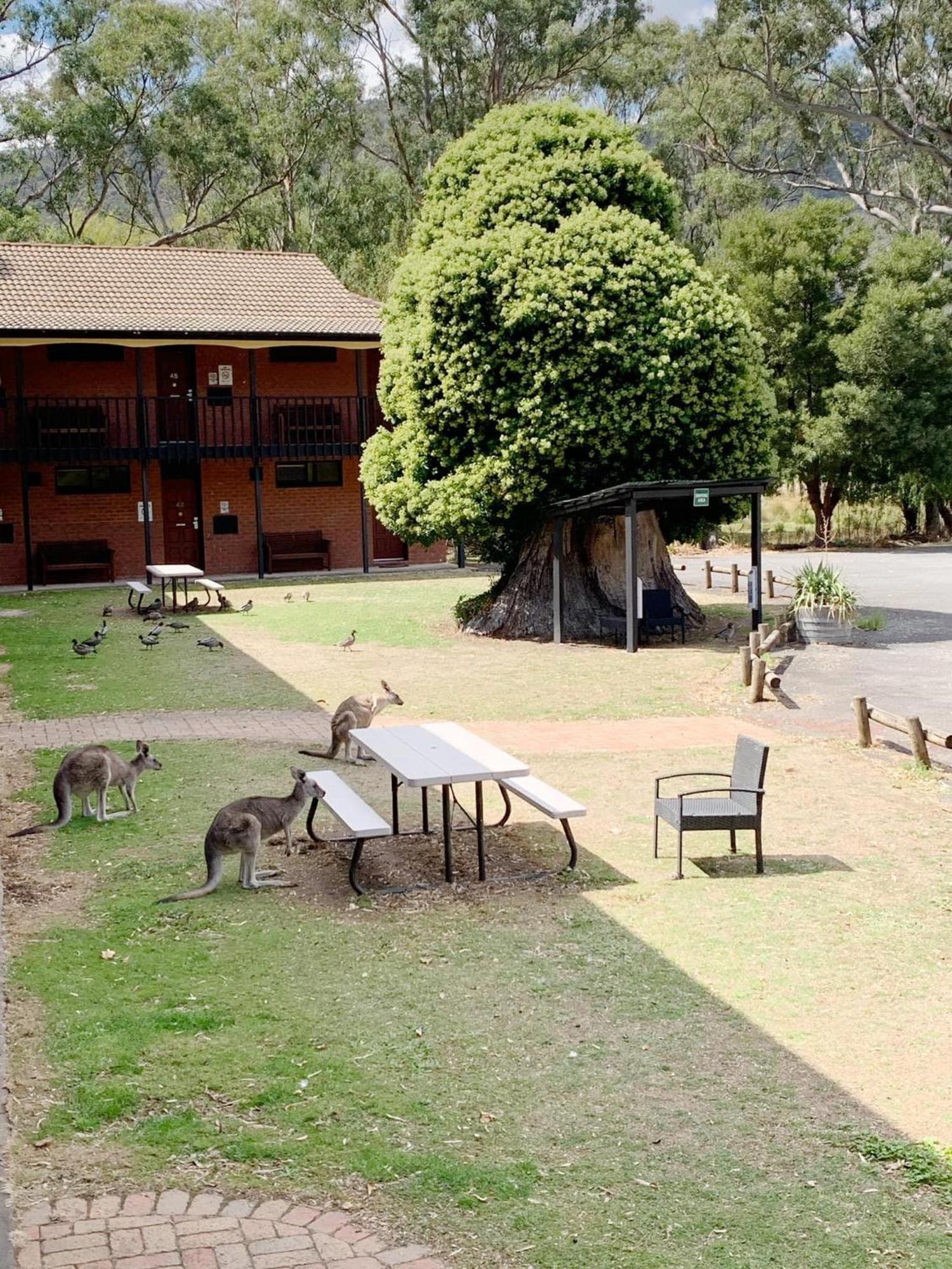 Golden Chain Country Plaza Motel Halls Gap Extérieur photo